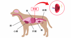 <img src="犬の脾臓腫瘍.png" alt="犬の体内構造を示す図。脾臓の位置が赤く強調されており、腫瘍のイメージ図が右上に拡大表示されている。周囲には肺、心臓、胃、肝臓、腸、結腸の位置もラベル付きで示されている。" />