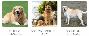 <img src="2.png" alt="ゴールデン・レトリーバー、ジャーマン・シェパード・ドッグ、ラブラドール・レトリーバーの3種類の大型犬の写真が並んでいる。それぞれの犬種名が画像の下に表示されている。" />