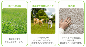 <img src="3.png" alt="ノミやダニが寄生しやすい場所の説明。左から、草むらや公園では散歩中に寄生することが多いこと、他の犬と接触したときにドッグランやペットホテルで感染する可能性があること、家の中ではカーペットや布製品にノミの卵が落ちて繁殖することがあると示されている。" />