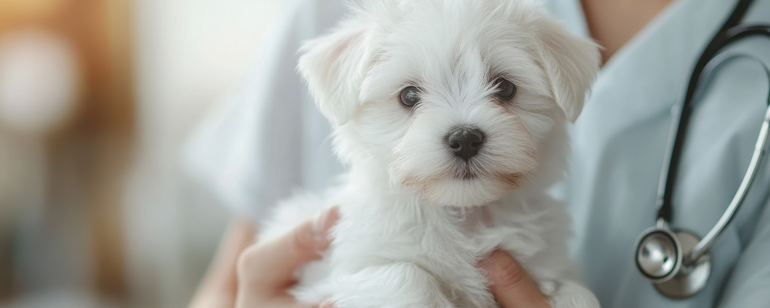 犬ワクチンイメージ