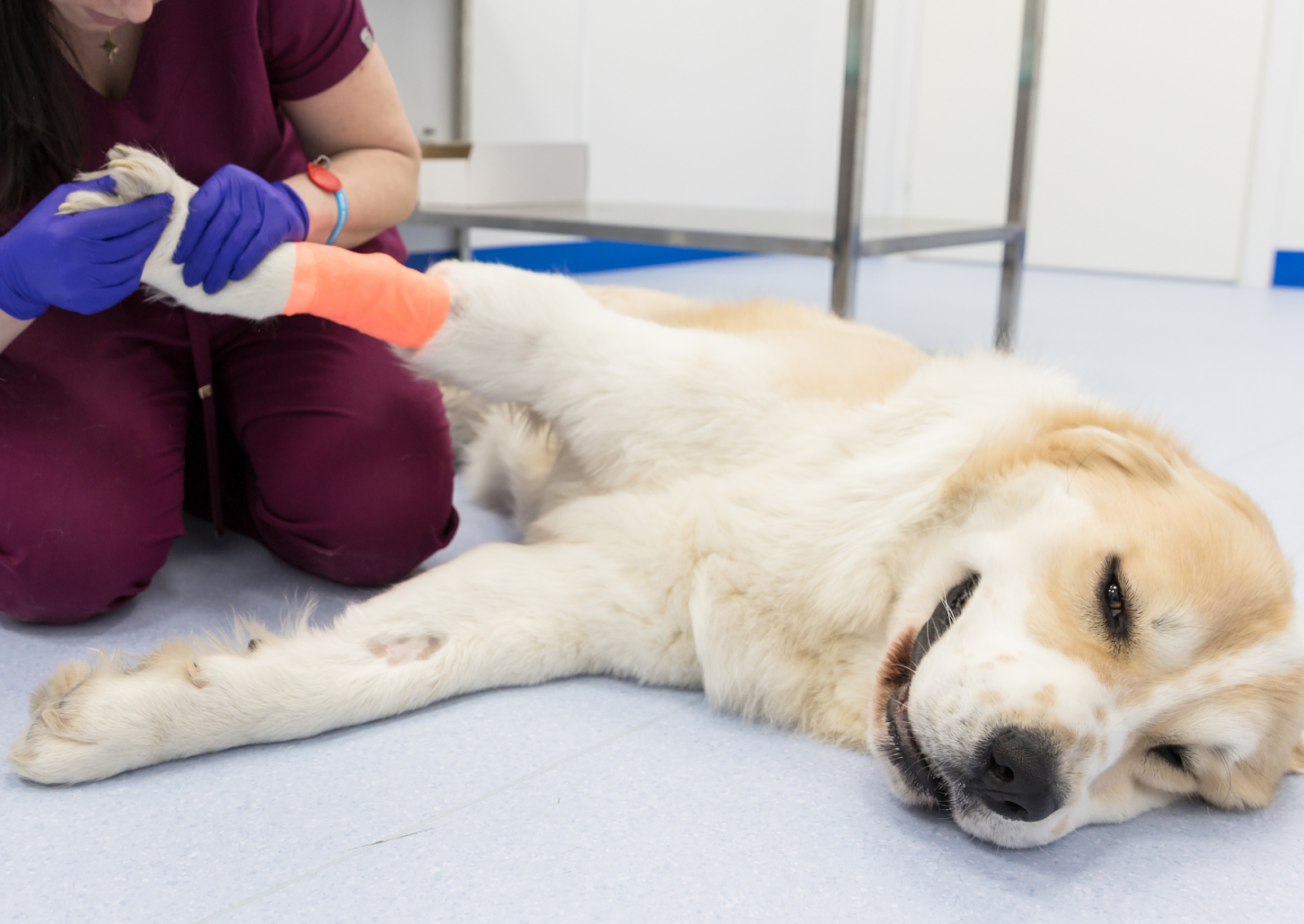 犬の前十字靭帯断裂について｜原因から症状、手術方法までをまとめて